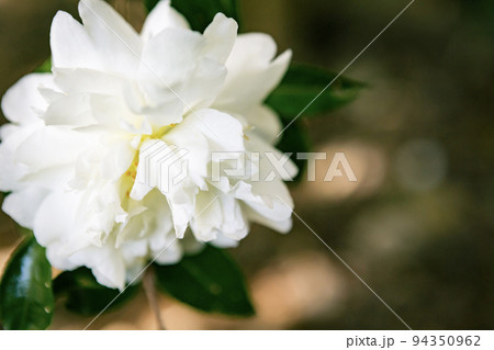 白いツバキの花 94350962