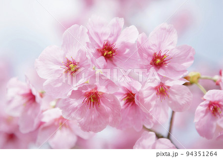 早咲き種の陽光桜をクローズアップ 94351264