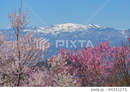 桜満開の生け花の里 福島市桜の名所(4月) 桜満開の生け花の里 福島市桜の名所(4月) 94351273