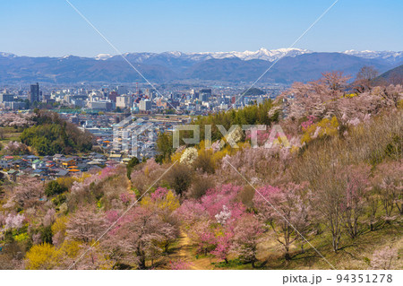 桜満開の生け花の里　福島市桜の名所（4月） 94351278