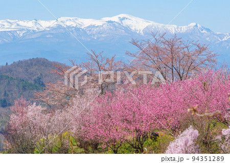 桜満開の生け花の里　福島市桜の名所（4月） 94351289
