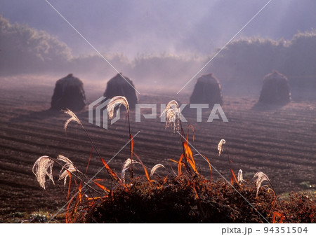 朝日に輝く晩秋のピ-ナッツ畑 朝日に輝く晩秋のピ-ナッツ畑 94351504