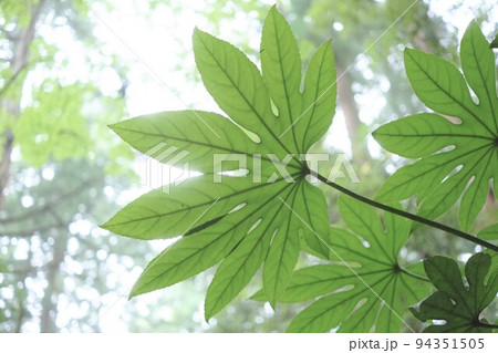 森の中のヤツデの葉 94351505