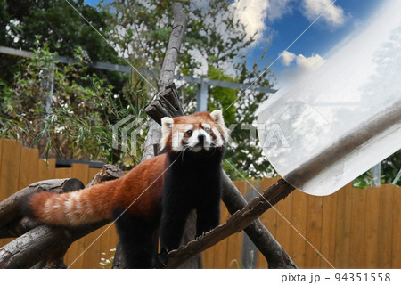 動物園のレッサーパンダのイメージ 94351558