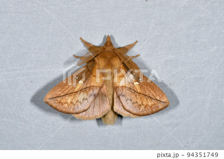 ヨシカレハ（北海道・鹿追町） 94351749