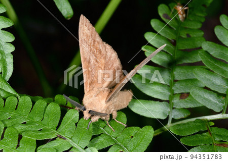 ツガカレハ（北海道・知床） 94351783