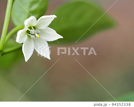 ピーマンの花のアップとコピースペース 94352338