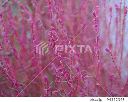 色づき始めたコキアの花 色づき始めたコキアの花 94352363