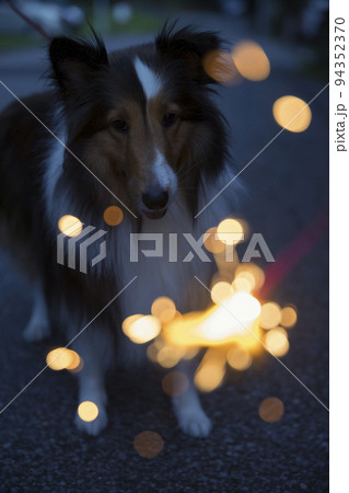花火を興味がありじっと見つめる犬 シェルティー 花火を興味がありじっと見つめる犬 シェルティー 94352370