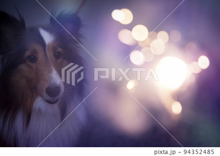 花火を興味がありじっと見つめる犬　シェルティー 94352485