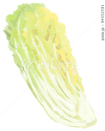 4分の1にカットされた白菜 94352591