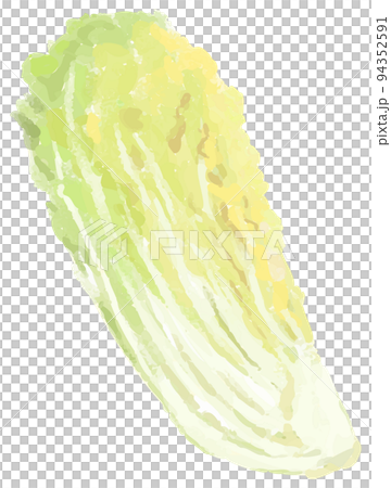 4分の1にカットされた白菜 94352591