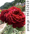 山と真っ赤な一輪の薔薇 94352619