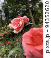木々とピンクの薔薇の花たち 94352620