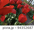 たくさんの赤いチューリップ達 94352687