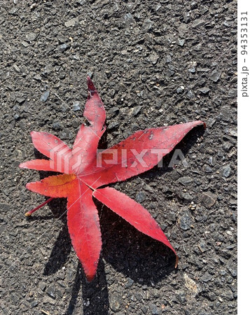 アスファルトに一枚の赤い紅葉 94353131
