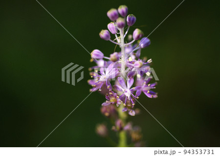 穂状の小さなピンクの花を付けたツルボ(蔓穂)の花が可愛い 穂状の小さなピンクの花を付けたツルボ(蔓穂)の花が可愛い 94353731