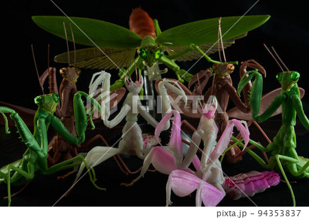 カマキリ 94353837