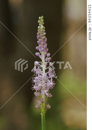 穂状の小さなピンクの花を付けたツルボ(蔓穂)の花が可愛い 穂状の小さなピンクの花を付けたツルボ(蔓穂)の花が可愛い 94354415