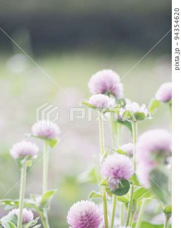 幻想的な花畑　お花の背景 94354620