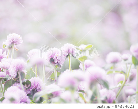 幻想的な花畑　お花の背景　千日紅 94354623
