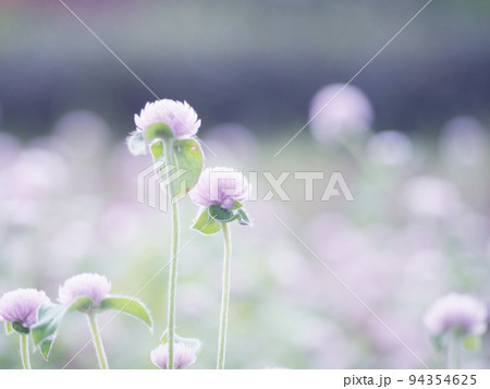 幻想的な花畑　お花の背景 94354625