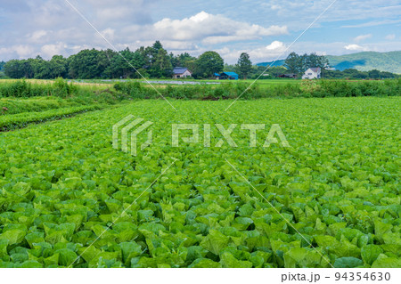 （長野県）八ヶ岳高原　白菜畑 94354630