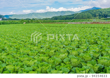 (長野県)八ヶ岳高原 白菜畑 (長野県)八ヶ岳高原 白菜畑 94354633