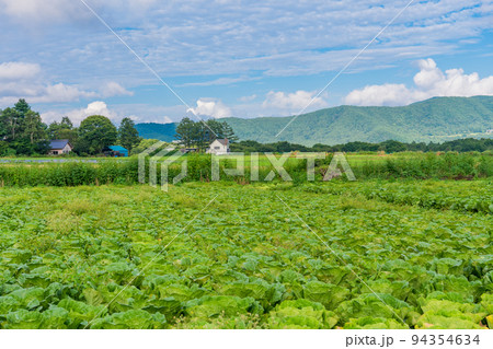 (長野県)八ヶ岳高原 白菜畑 (長野県)八ヶ岳高原 白菜畑 94354634