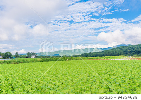 （長野県）八ヶ岳高原　白菜畑 94354638