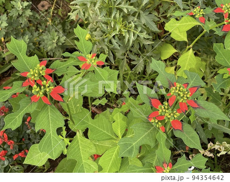 ショウジョウソウ 94354642