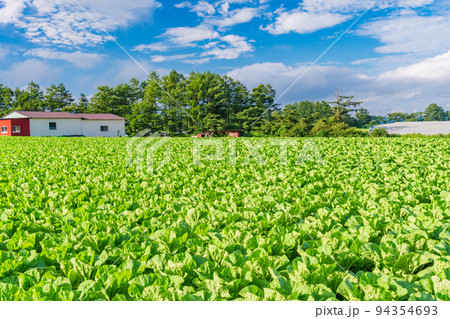 （長野県）八ヶ岳高原　野菜畑 94354693