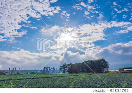 （長野県）八ヶ岳高原　野菜畑 94354792