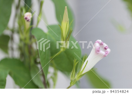 アサガオの栽培 94354824