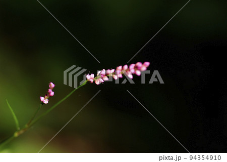 風情豊かなイヌタデ(犬蓼)の花を見ると秋の訪れを感じる 風情豊かなイヌタデ(犬蓼)の花を見ると秋の訪れを感じる 94354910