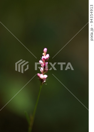 風情豊かなイヌタデ(犬蓼)の花を見ると秋の訪れを感じる 風情豊かなイヌタデ(犬蓼)の花を見ると秋の訪れを感じる 94354913
