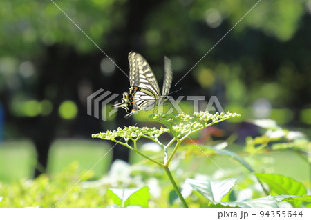 薮枯らし(ヤブカラシ)の蜜を吸うアゲハチョウ 薮枯らし(ヤブカラシ)の蜜を吸うアゲハチョウ 94355644