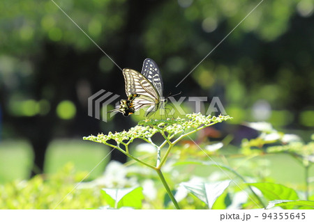 薮枯らし（ヤブカラシ）の蜜を吸うアゲハチョウ　　 94355645