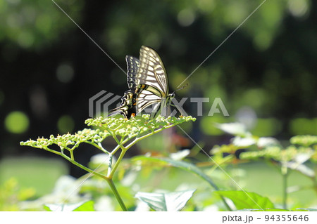 薮枯らし（ヤブカラシ）の蜜を吸うアゲハチョウ　　 94355646