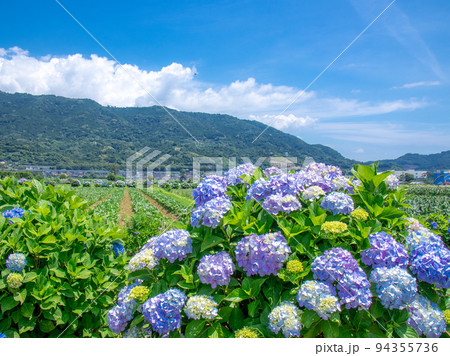 田園風景に咲く紫陽花 開成町 田園風景に咲く紫陽花 開成町 94355736