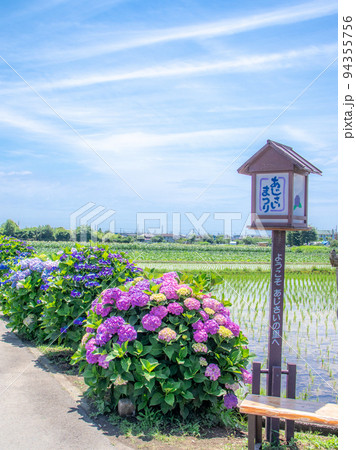 田園風景に咲く紫陽花　開成町 94355756
