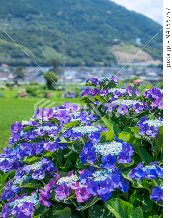 田園風景に咲く紫陽花　開成町 94355757