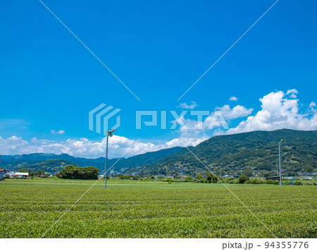 田園風景に咲く紫陽花 開成町 田園風景に咲く紫陽花 開成町 94355776