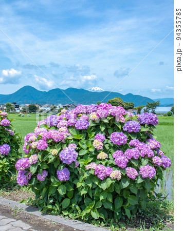 田園風景に咲く紫陽花 開成町 田園風景に咲く紫陽花 開成町 94355785
