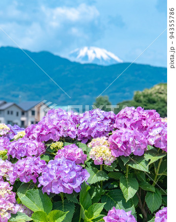 田園風景に咲く紫陽花 開成町 田園風景に咲く紫陽花 開成町 94355786