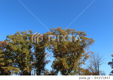 青空と紅葉　星のブランコ　頂上　【大阪府】 94355847