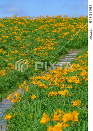 佐渡　大野亀のトビシマカンゾウ　初夏の新潟離島観光） 94355992