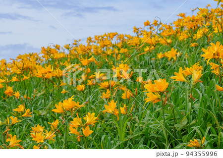 佐渡 大野亀のトビシマカンゾウ 初夏の新潟離島観光) 佐渡 大野亀のトビシマカンゾウ 初夏の新潟離島観光) 94355996