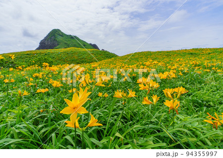 佐渡 大野亀のトビシマカンゾウ 初夏の新潟離島観光) 佐渡 大野亀のトビシマカンゾウ 初夏の新潟離島観光) 94355997