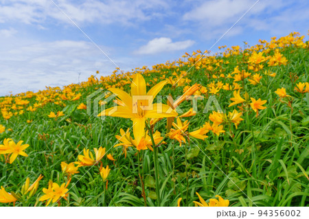 佐渡 大野亀のトビシマカンゾウ 初夏の新潟離島観光) 佐渡 大野亀のトビシマカンゾウ 初夏の新潟離島観光) 94356002